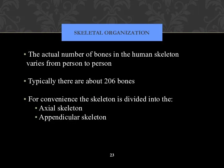 SKELETAL ORGANIZATION The actual number of bones in the human