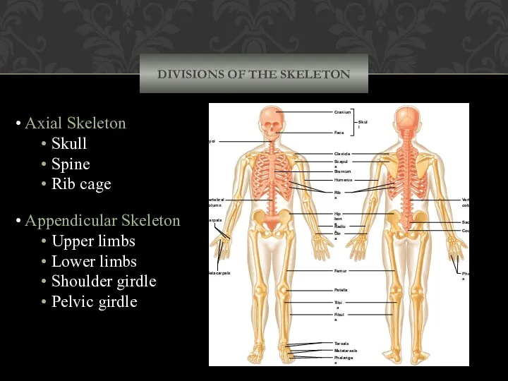 DIVISIONS OF THE SKELETON Axial Skeleton Skull Spine Rib cage