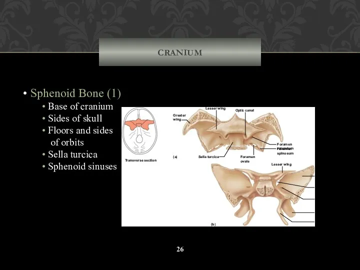 CRANIUM Sphenoid Bone (1) Base of cranium Sides of skull