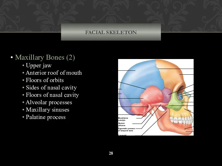 FACIAL SKELETON Maxillary Bones (2) Upper jaw Anterior roof of