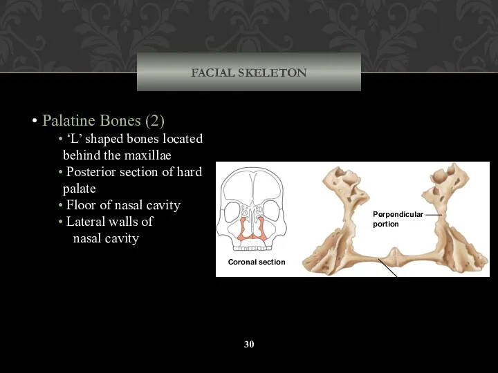 FACIAL SKELETON Palatine Bones (2) ‘L’ shaped bones located behind