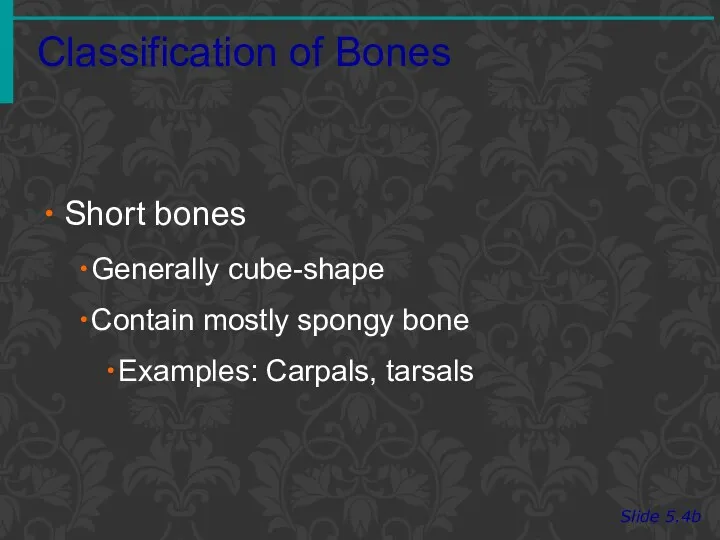 Classification of Bones Slide 5.4b Short bones Generally cube-shape Contain mostly spongy bone Examples: Carpals, tarsals