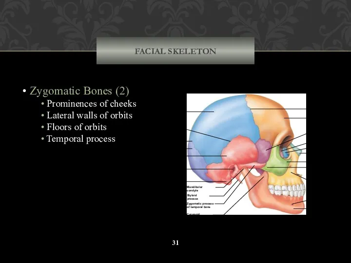 FACIAL SKELETON Zygomatic Bones (2) Prominences of cheeks Lateral walls