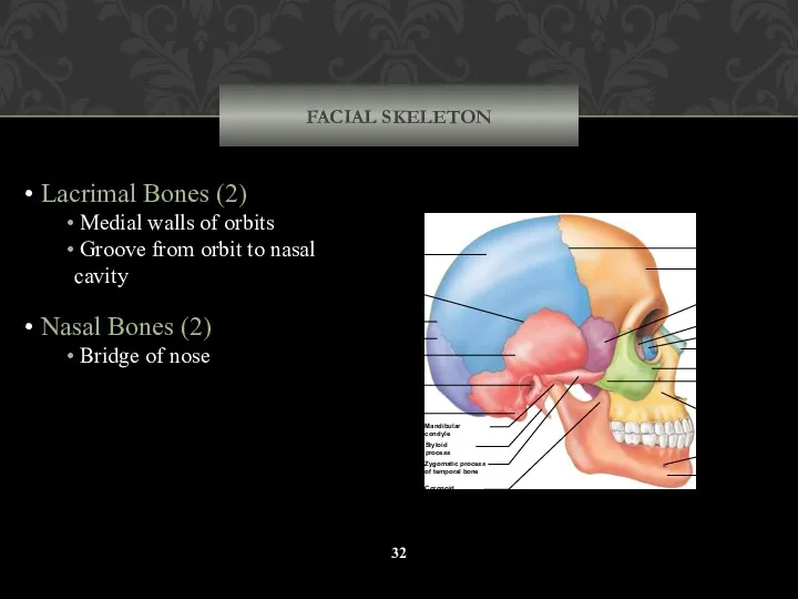 FACIAL SKELETON Lacrimal Bones (2) Medial walls of orbits Groove