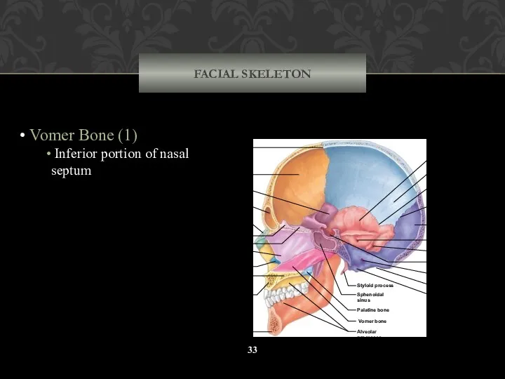 FACIAL SKELETON Vomer Bone (1) Inferior portion of nasal septum