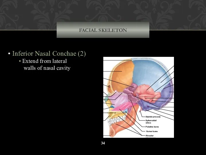 FACIAL SKELETON Inferior Nasal Conchae (2) Extend from lateral walls