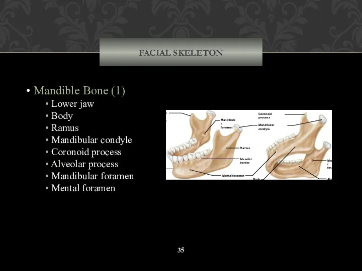 FACIAL SKELETON Mandible Bone (1) Lower jaw Body Ramus Mandibular