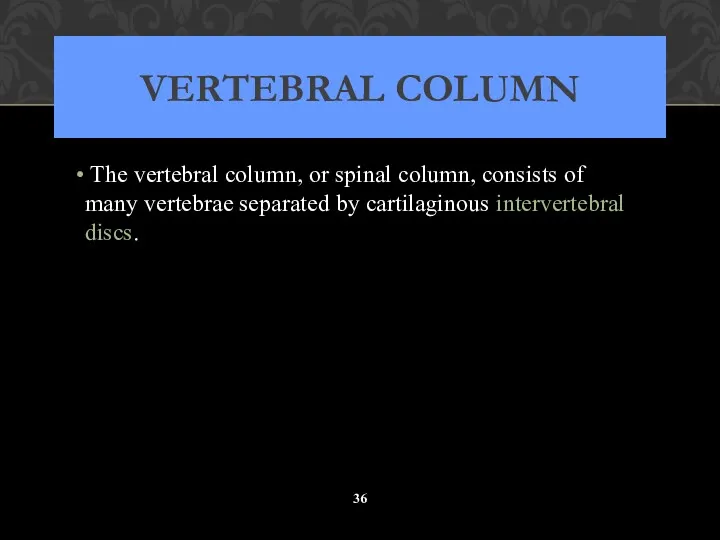 VERTEBRAL COLUMN The vertebral column, or spinal column, consists of