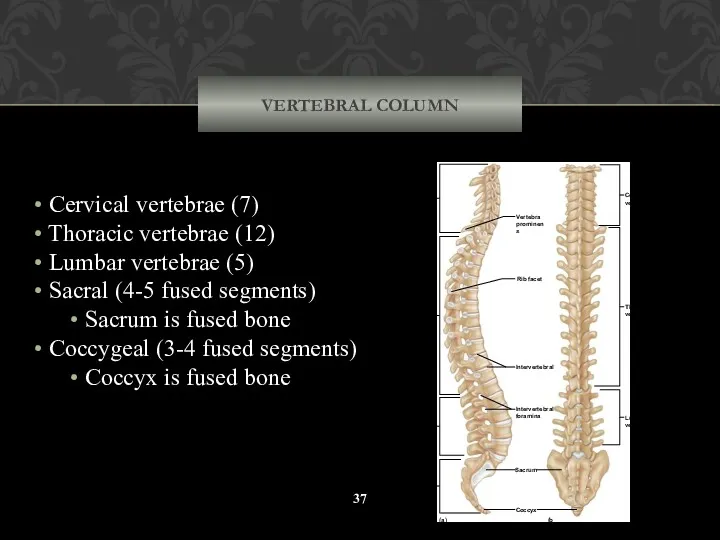 VERTEBRAL COLUMN Cervical vertebrae (7) Thoracic vertebrae (12) Lumbar vertebrae