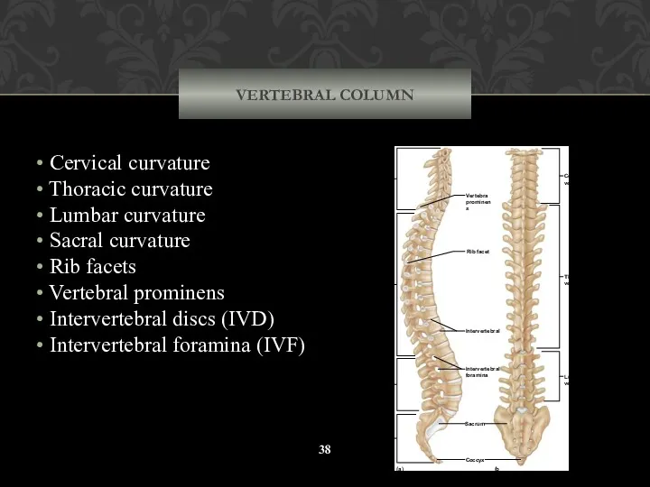 VERTEBRAL COLUMN Cervical curvature Thoracic curvature Lumbar curvature Sacral curvature