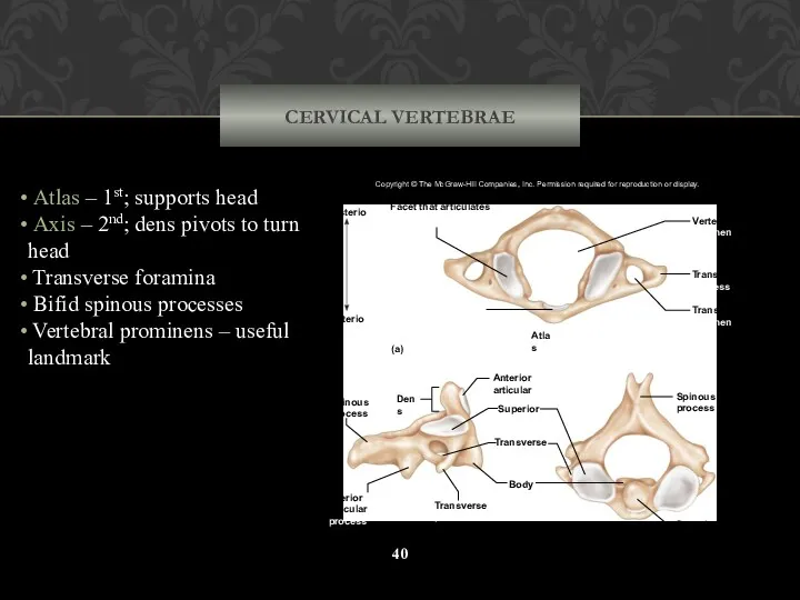 CERVICAL VERTEBRAE Atlas – 1st; supports head Axis – 2nd;