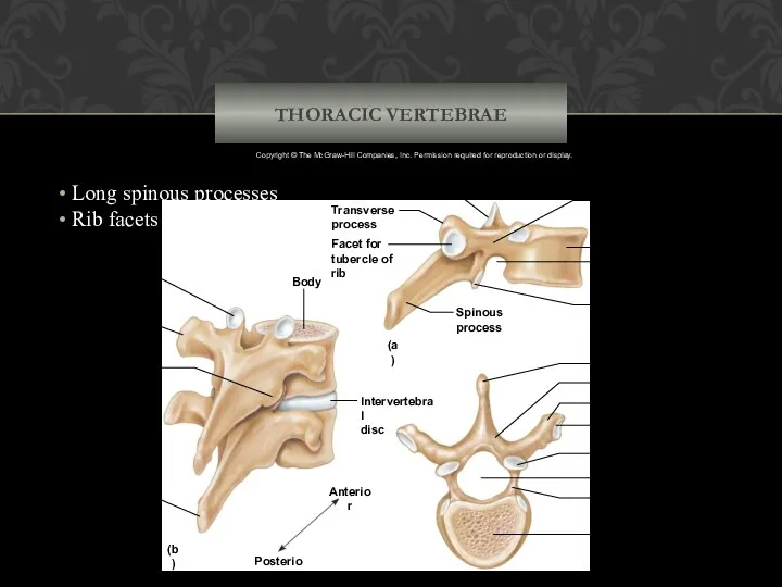 THORACIC VERTEBRAE Body Superior articular process Spinous process Transverse process