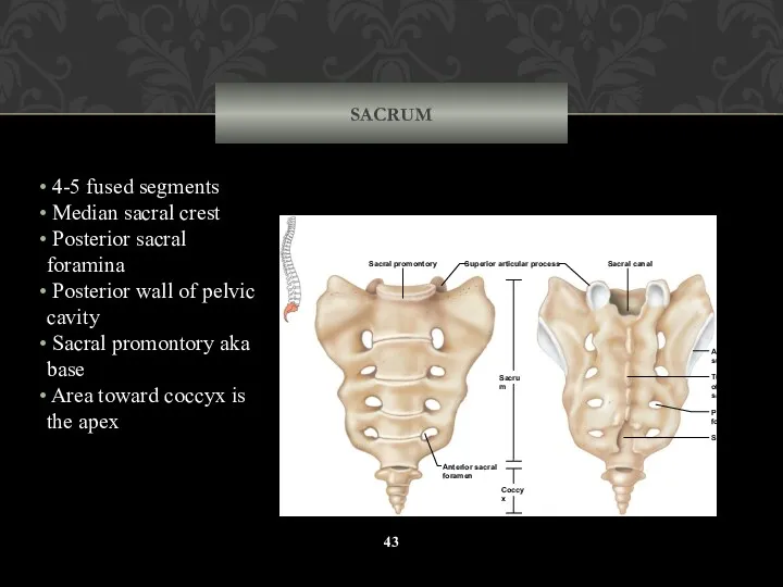 SACRUM 4-5 fused segments Median sacral crest Posterior sacral foramina