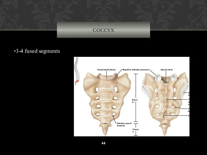 COCCYX 3-4 fused segments Sacral canal Tubercle of median sacral