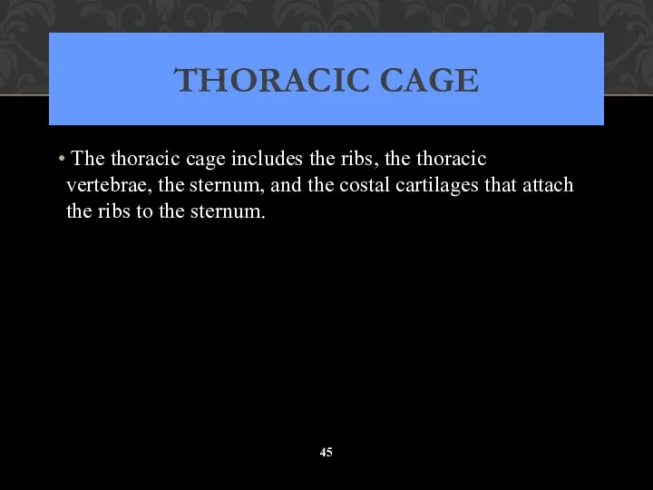 THORACIC CAGE The thoracic cage includes the ribs, the thoracic