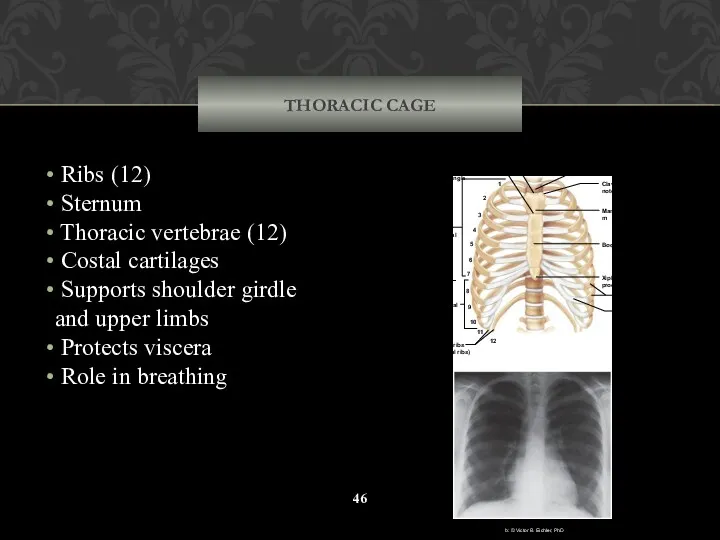 THORACIC CAGE Ribs (12) Sternum Thoracic vertebrae (12) Costal cartilages