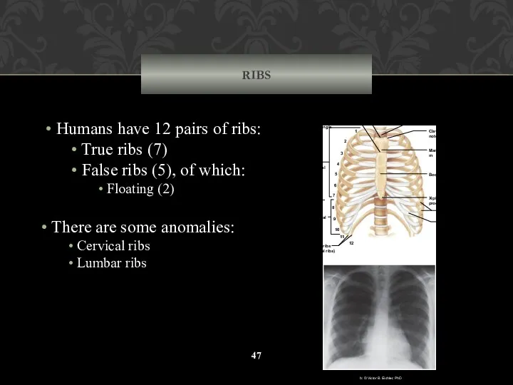 RIBS Humans have 12 pairs of ribs: True ribs (7)