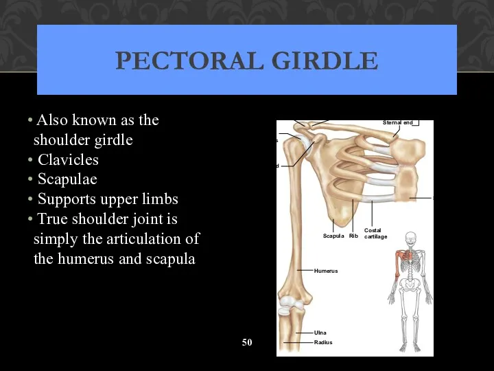 PECTORAL GIRDLE Also known as the shoulder girdle Clavicles Scapulae