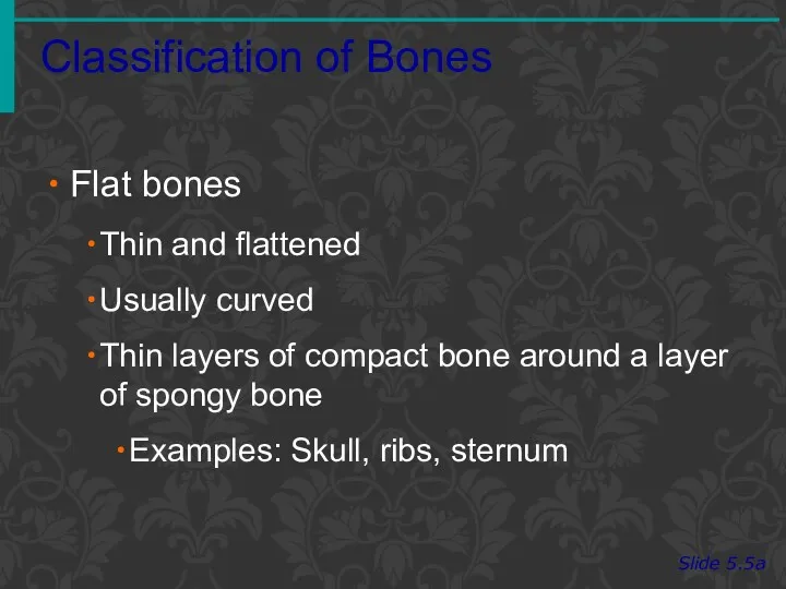 Classification of Bones Slide 5.5a Flat bones Thin and flattened