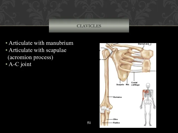 CLAVICLES Articulate with manubrium Articulate with scapulae (acromion process) A-C