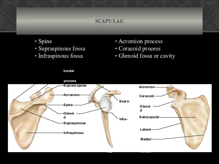 Acromion process Coracoid process Spine Glenoid cavity Suprascapular notch Superior