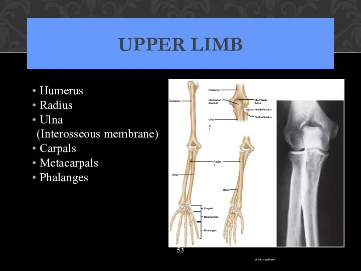 UPPER LIMB Humerus Radius Ulna (Interosseous membrane) Carpals Metacarpals Phalanges