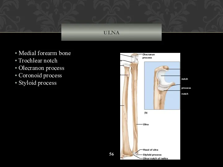 ULNA Medial forearm bone Trochlear notch Olecranon process Coronoid process