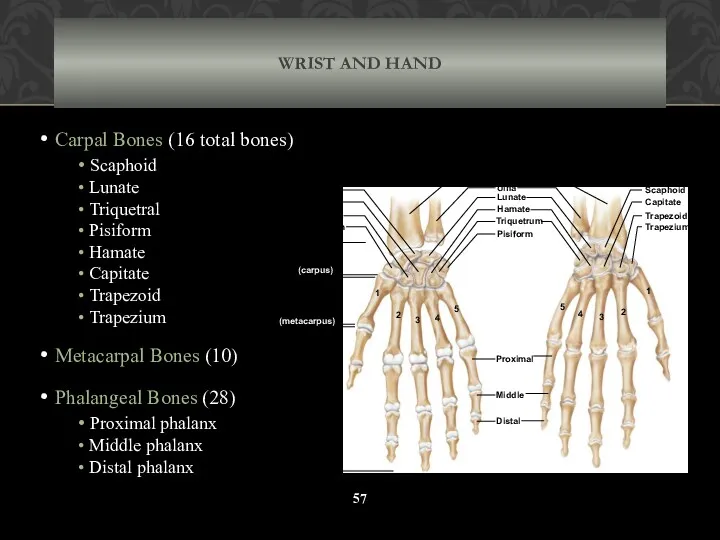 WRIST AND HAND Carpal Bones (16 total bones) Scaphoid Lunate