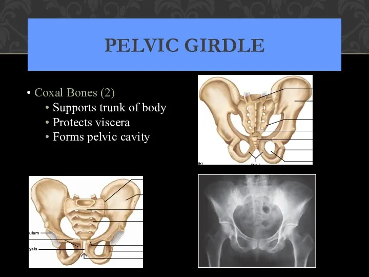 PELVIC GIRDLE Coxal Bones (2) Supports trunk of body Protects