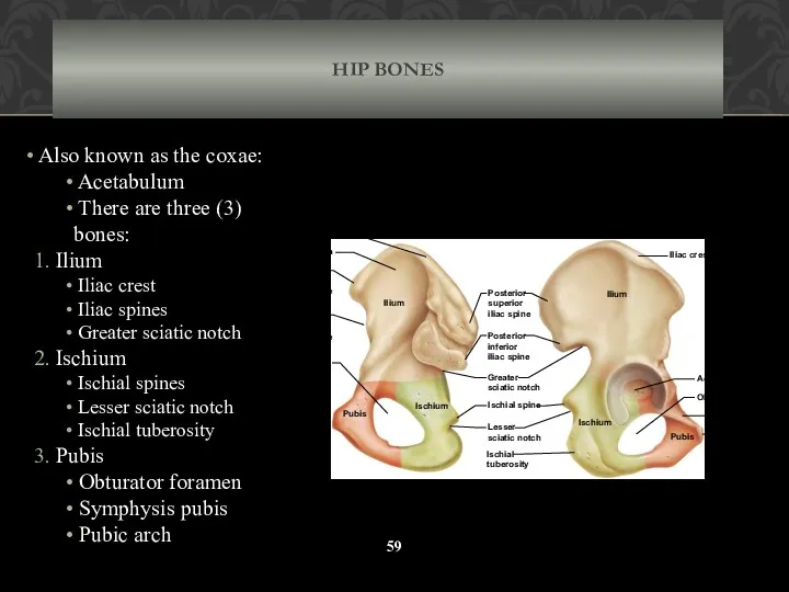 HIP BONES Also known as the coxae: Acetabulum There are