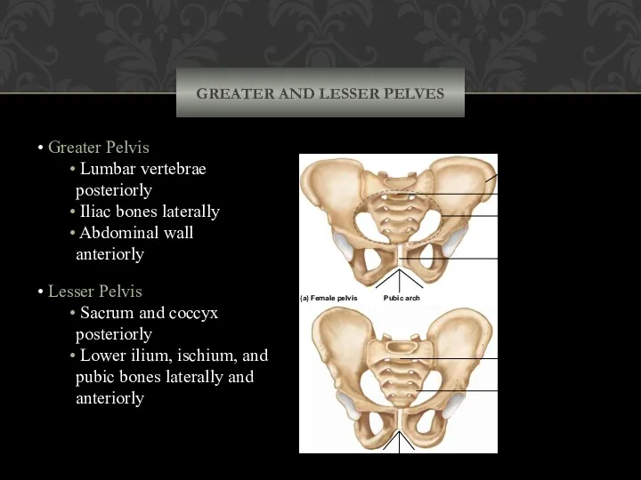 GREATER AND LESSER PELVES Greater Pelvis Lumbar vertebrae posteriorly Iliac