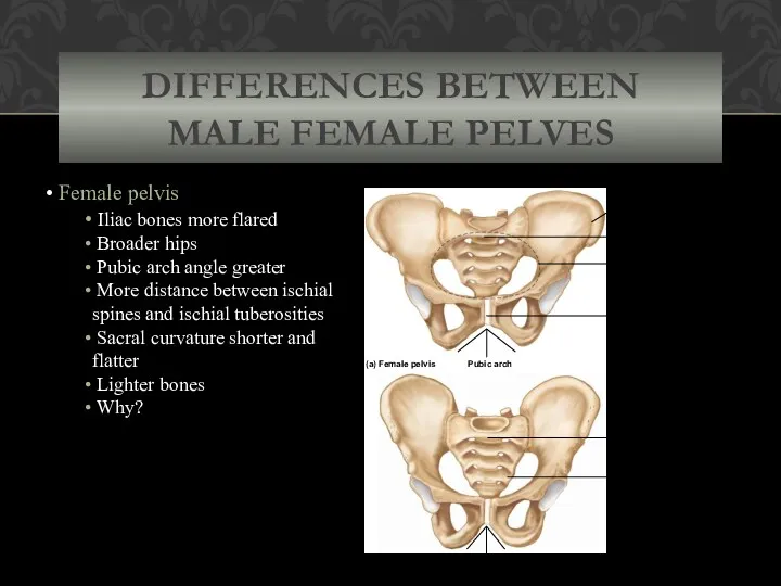 DIFFERENCES BETWEEN MALE FEMALE PELVES Female pelvis Iliac bones more