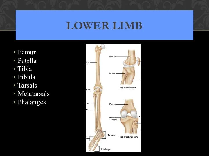 LOWER LIMB Femur Patella Tibia Fibula Tarsals Metatarsals Phalanges Metatarsals