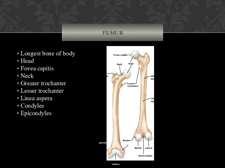 FEMUR Longest bone of body Head Fovea capitis Neck Greater