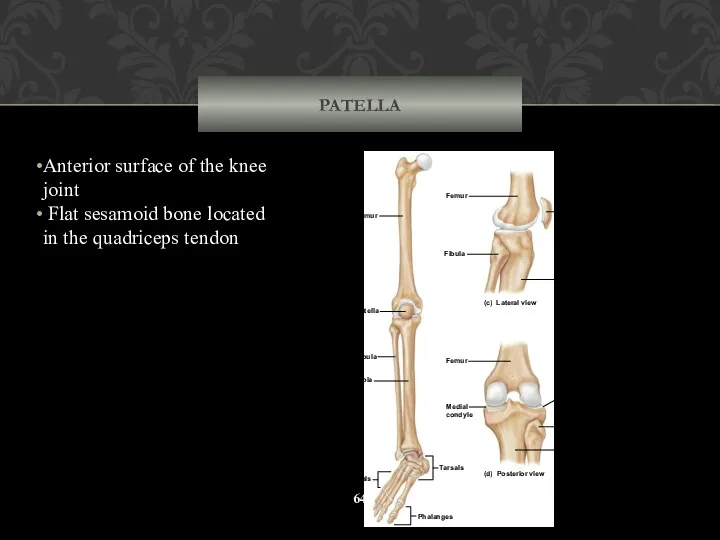 PATELLA Anterior surface of the knee joint Flat sesamoid bone