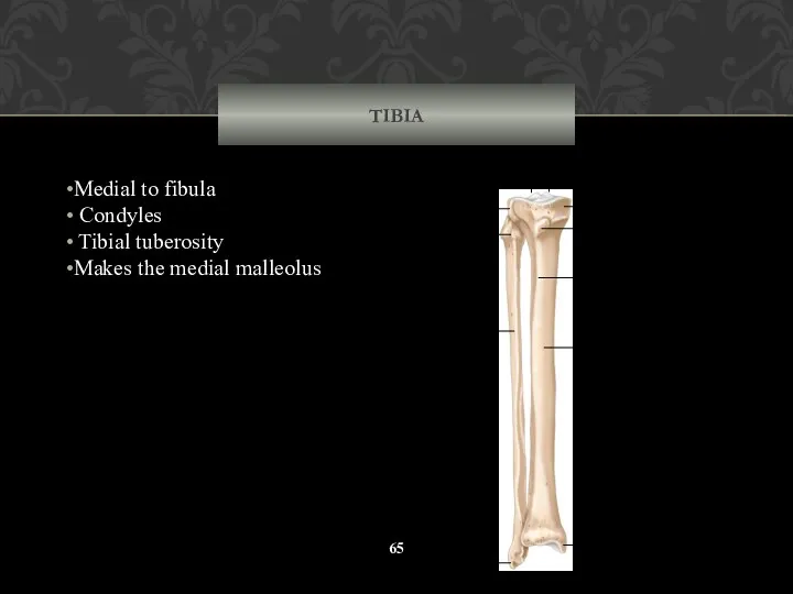 TIBIA Medial to fibula Condyles Tibial tuberosity Makes the medial