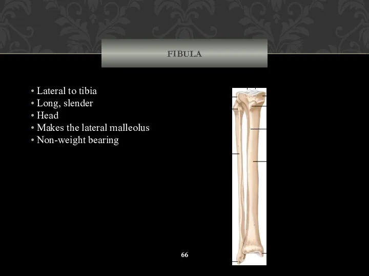 FIBULA Lateral to tibia Long, slender Head Makes the lateral