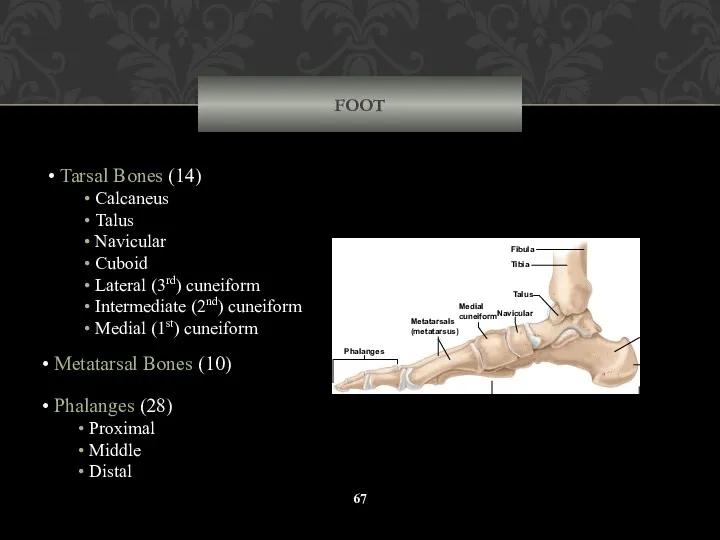 FOOT Tarsal Bones (14) Calcaneus Talus Navicular Cuboid Lateral (3rd)