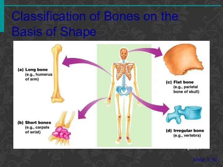 Classification of Bones on the Basis of Shape Slide 5.5c Figure 5.1