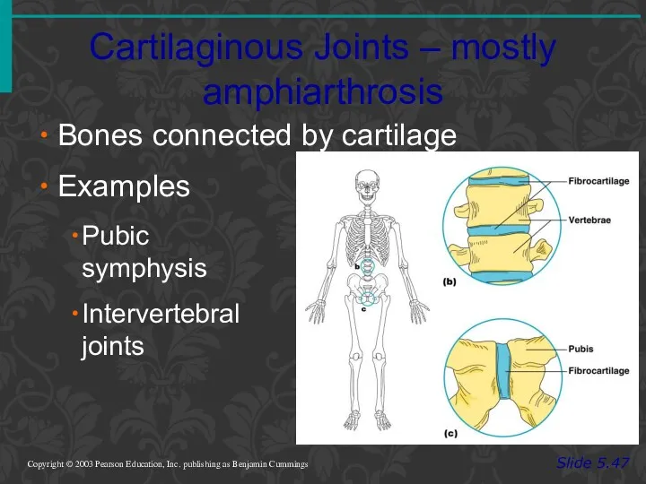 Cartilaginous Joints – mostly amphiarthrosis Slide 5.47 Copyright © 2003