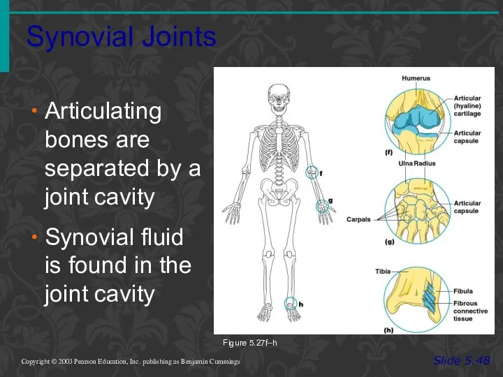 Synovial Joints Slide 5.48 Copyright © 2003 Pearson Education, Inc.