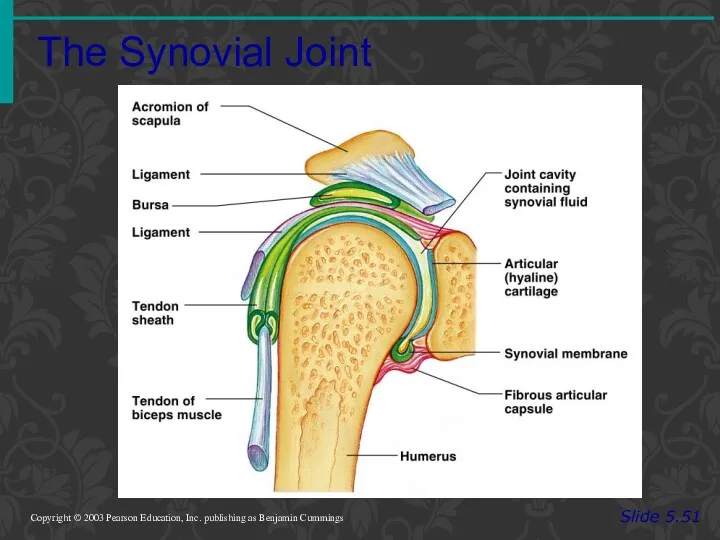 The Synovial Joint Slide 5.51 Copyright © 2003 Pearson Education,