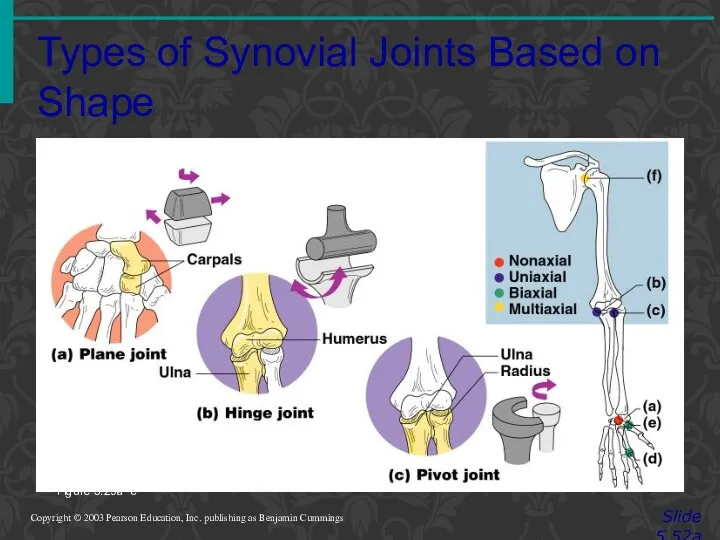 Types of Synovial Joints Based on Shape Slide 5.52a Copyright