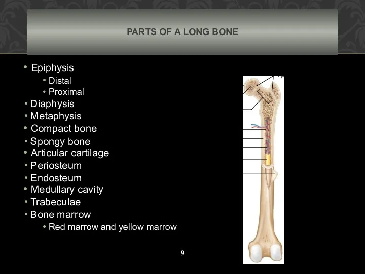 PARTS OF A LONG BONE Epiphysis Distal Proximal Diaphysis Metaphysis