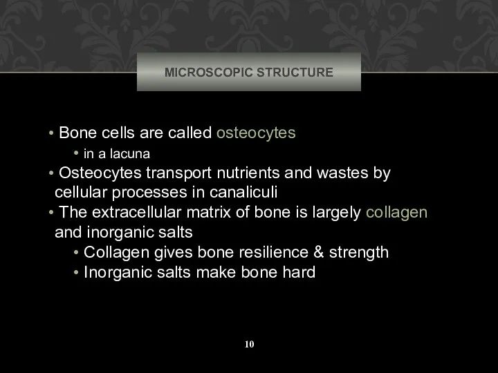 MICROSCOPIC STRUCTURE Bone cells are called osteocytes in a lacuna