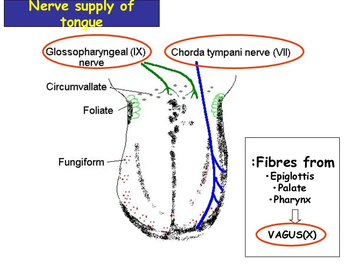 Fibres from: Epiglottis Palate Pharynx VAGUS(X) Nerve supply of tongue