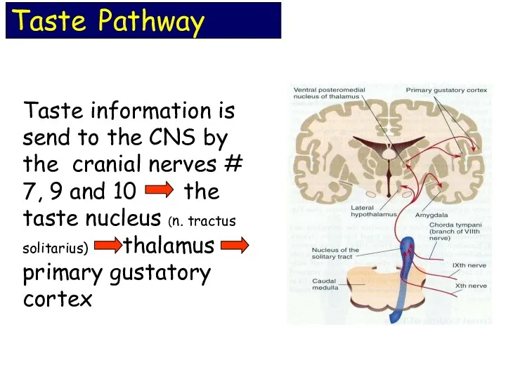 Taste information is send to the CNS by the cranial