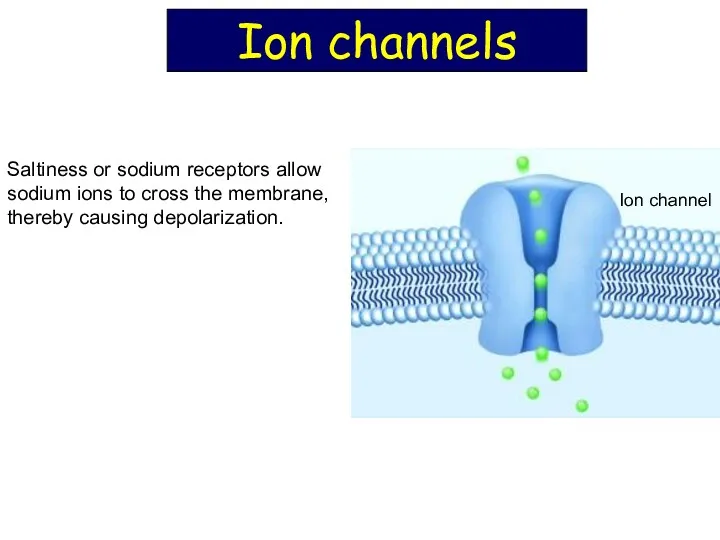 Saltiness or sodium receptors allow sodium ions to cross the