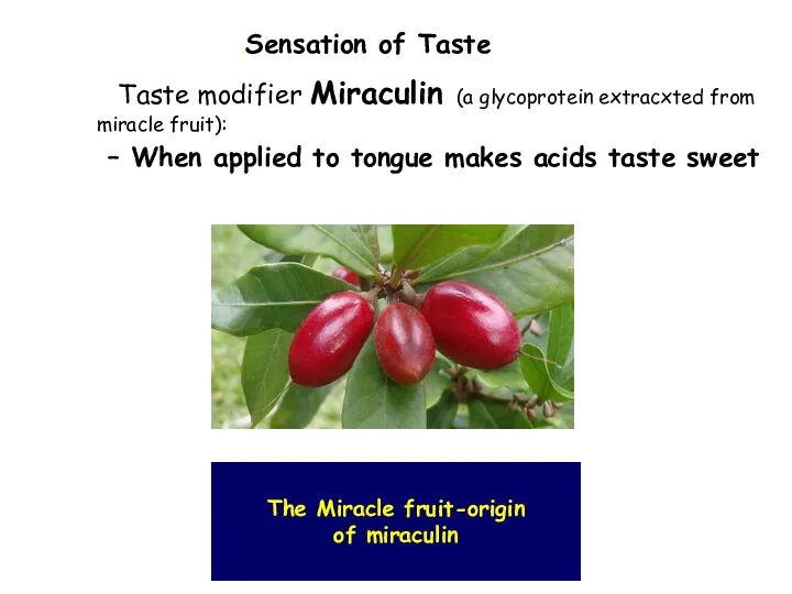 -Taste modifier Miraculin (a glycoprotein extracxted from miracle fruit): When