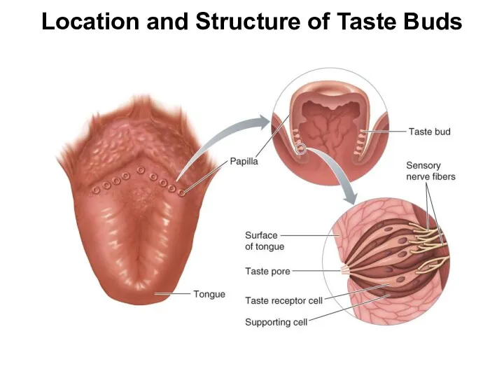 Location and Structure of Taste Buds